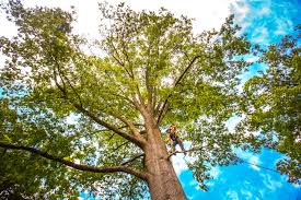 How Our Tree Care Process Works  in  American Fork, UT